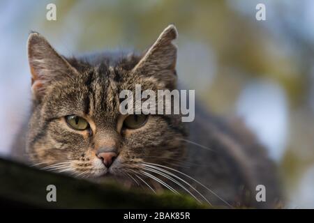 Nahaufnahme einer besprühten Tabby-Katze mit einer einschneidig wirkenden Narbe auf dem Ohr, die direkt in die Kamera blickt - Kopierraum Stockfoto