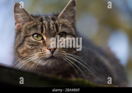 Nahaufnahme einer besprühten Tabby-Katze mit einer Einschnittnarbe auf dem Ohr, die etwas beobachtet - kopiere Raum Stockfoto