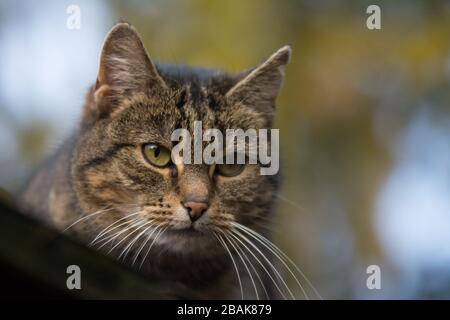 Nahaufnahme einer besprühten Tabby-Katze mit einer Einschnittnarbe auf dem Ohr, die etwas beobachtet - kopiere Raum Stockfoto