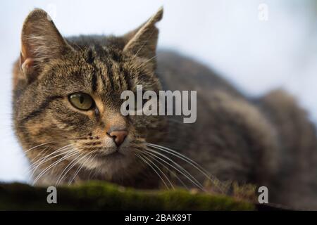 Nahaufnahme einer besprühten Tabby-Katze mit einer einschneidig wirkenden Narbe auf dem Ohr, die nach rechts blickt - Kopierraum Stockfoto