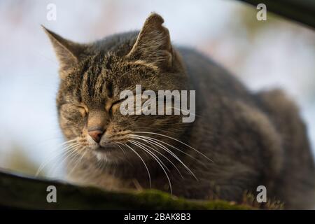 Nahaufnahme einer besprühten Tabby-Katze mit einer Einschnittnarbe auf dem Ohr, die ruht Stockfoto