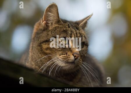 Nahaufnahme einer besprühten Tabby-Katze mit einer Einschnittnarbe auf dem Ohr, die nach rechts blickt Stockfoto