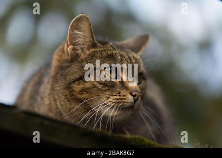 Nahaufnahme einer besprühten Tabby-Katze mit einer Einschnittnarbe auf dem Ohr, die etwas beobachtet Stockfoto
