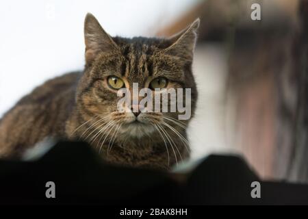 Nahaufnahme einer besprühten Tabby-Katze mit einer einschneidig wirkenden Narbe auf dem Ohr, die in die Kamera blickt - Kopierraum Stockfoto