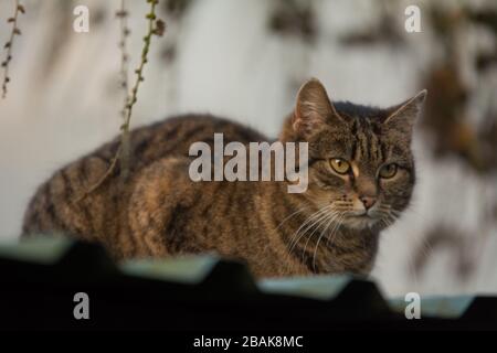 Nahaufnahme einer besprühten Tabby-Katze mit einer einschneidungsförmigen Narbe auf dem Ohr, die auf einem Garagendach ruht Stockfoto