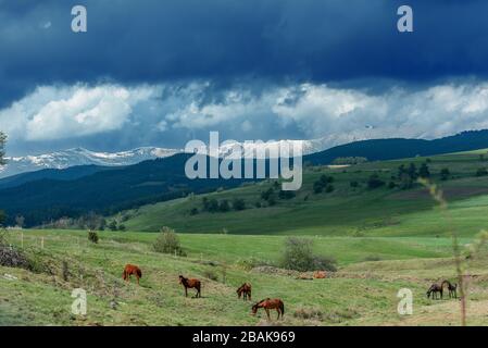 Eine Pferdeherde, die im Sommer auf dem Berg weidete, atemberaubende grüne und blaue Hügel, die in der Ferne rollen, Schnee, der in den fernen Gipfeln sichtbar ist. Stockfoto