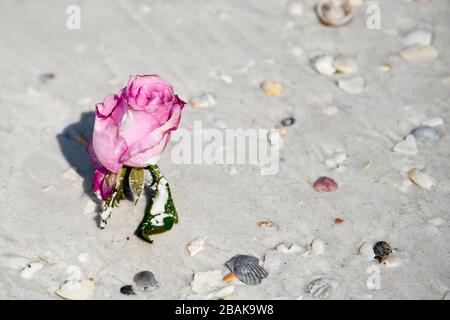 Eine einzelne rosarote Rose, die an einem sandigen Strand liegt und um ihn herum Muscheln hat Stockfoto