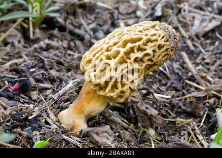 Gelber Morel. Morchella Esculenta, wächst in den Pocono Mpunitains von Pennsylvania Stockfoto