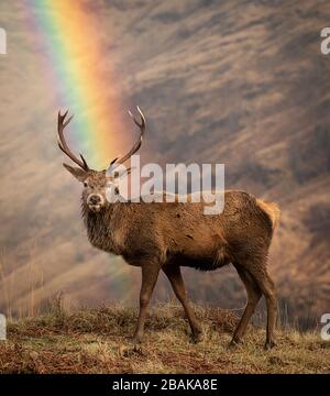 Schottischer Roter Hirsch in den schottischen Highlands fotografiert vor einem braunen heiteren Hintergrund mit einem echten Regenbogen zwischen den Geweihen. Stockfoto