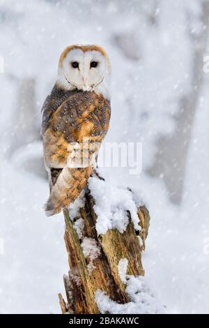 Männliche Barn Owl ( tyto alba ) Blick zurück zur Kamera auf einem Holzstumpf im Schnee mit einem kalten schneebedeckten Hintergrund. Stockfoto