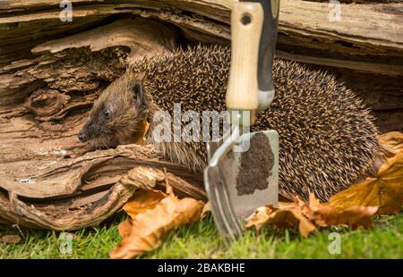 Igel, (wissenschaftlicher Name: Erinaceus Europaeus), wilder, heimischer, europäischer Igel, der im frühen Frühling nach links und nach der Bewaldung aus dem Winterschlaf auftaucht Stockfoto