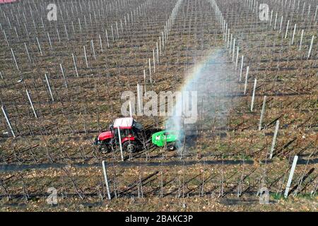 Linyi, Chinas Shandong-Provinz. März 2020. Am 28. März 2020 arbeitet ein Dorfbewohner im Penglai County Yantai in der ostchinesischen Provinz Shandong. Credit: Yu Liangyi/Xinhua/Alamy Live News Stockfoto