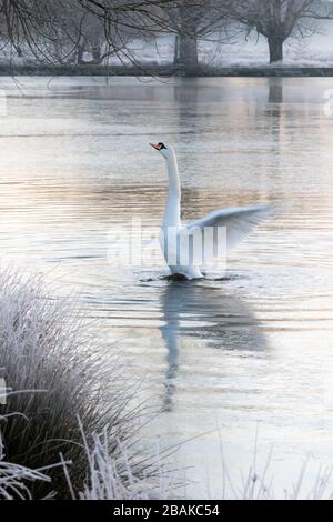 Ein wunderschöner stummer Schwan lappen seine Flügel an einem teilweise gefrorenen See, im Bucky Park, West London, Großbritannien Stockfoto