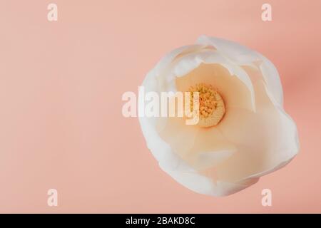 Nahaufnahme der schönen weißen Orchideen-Blumenknospe auf blassem Pfirsichhintergrund. Stockfoto
