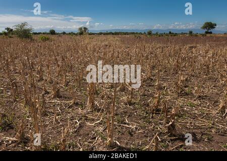 Ein Feld von toten Maispflanzen unter blauem Himmel im Chikwawa District, im Süden Malawis. Stockfoto