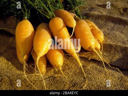 Karotte, "Touchon", Daucus Carota, geerntet aus einem Garten im Hinterhof in Pennsylvania Stockfoto