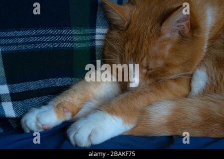 Große Ingwer männlich Tabby Katze schlafend, entspannt, ruhig und träumend Nahaufnahme mit Pfoten flüstert Augen und Nase Stockfoto