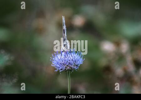 Makrofoto eines marmorierten weißen Schmetterlings (Melanargia galathea) auf einer blauen Blume Stockfoto