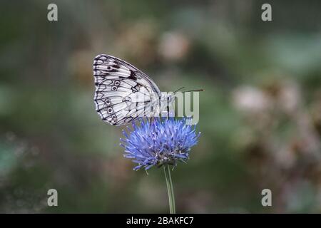 Makrofoto eines marmorierten weißen Schmetterlings (Melanargia galathea) auf einer blauen Blume Stockfoto