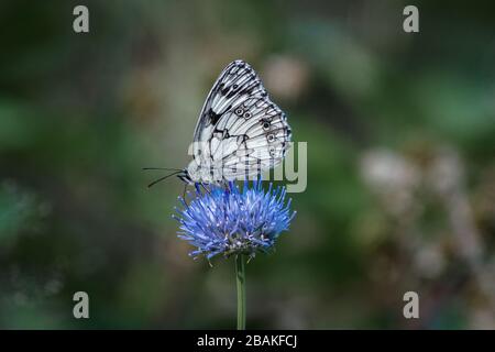 Makrofoto eines marmorierten weißen Schmetterlings (Melanargia galathea) auf einer blauen Blume Stockfoto