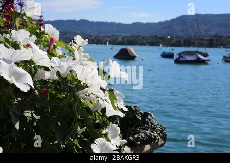 Limmat River in Zürich, Schweiz, Juli 2018. Auf diesem Foto sieht man weiße Petunia-Blüten im Vordergrund und türkisfarbenes Flusswasser... Stockfoto