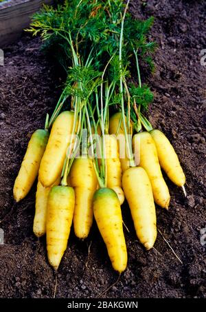 Karotte, 'Sweet Sunshine' Danus Carota, in einem Heimatgarten in Pennsylvania angebaut Stockfoto