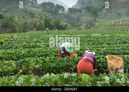 Bergvölker Arbeiten am Erdbeerfeld in der Erntezeit, Chiangmia Thailand Stockfoto