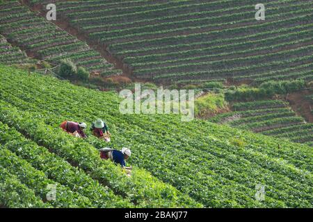 Janaury 3, 2020; Hilltribes, die in der Erntesaison auf dem Erdbeerfeld arbeiten, Chiangmia Thailand Stockfoto