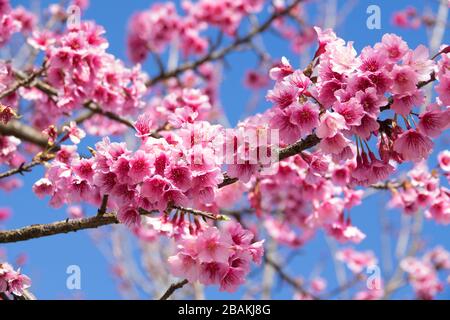 Nahaufnahme der Wild-Himalayan-Kirsche (Prunus cerasoides) oder der thai-sakura-Blume Stockfoto