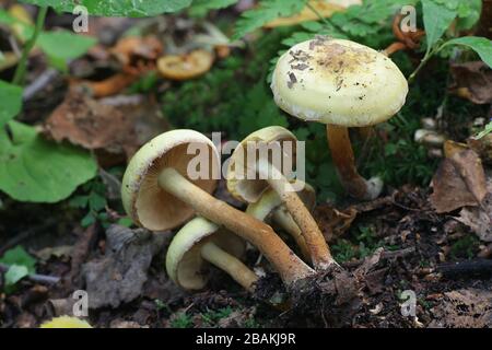 Pholiota alnicola, bekannt als Alder Scalycap, Wildpilze aus Finnland Stockfoto