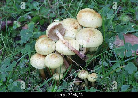 Pholiota Scalycap alnicola, wie Erle, wilde Pilze aus Finnland bekannt Stockfoto