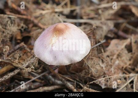 Inocybe lilacina (Inocybe geophylla var. lilacina), Kinown als Lilac FiberCap, Wildpilze aus Finnland Stockfoto