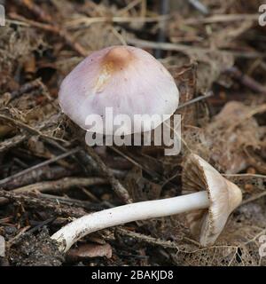 Inocybe lilacina (Inocybe geophylla var. lilacina), Kinown als Lilac FiberCap, Wildpilze aus Finnland Stockfoto