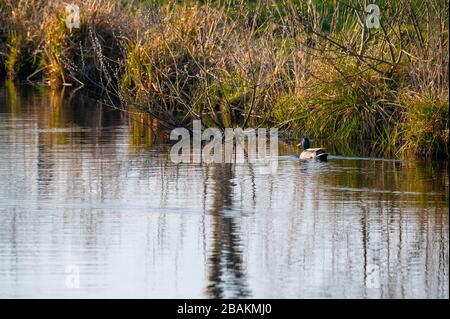 Eine Ente schwimmt am Abend allein auf einem kleinen Fluss zwischen Feldern Stockfoto