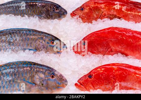 Frischer Parrotfisch, Dicentrarchus labrax, auf einem Marktstand der britischen Fischhändler zu sehen Stockfoto