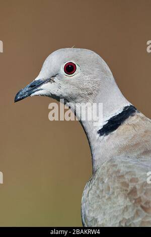 Nahporträt einer eurasischen Ringtaube (Streptopelia decaocto) mit natürlichem Hintergrund Stockfoto