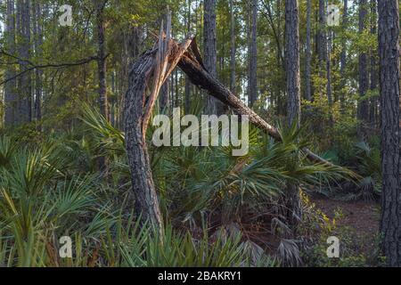 Gespaltene, brokene Kiefer unter Palmen. Ein Baum, der in den Wald fiel. Halpata Tastanaki Nature Preserve Stockfoto