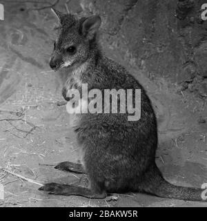 Gelb-Fußfelsen-Wallaby ist ein süßes graues, weißes und braunes Wallaby, ähnlich wie Känguru Stockfoto