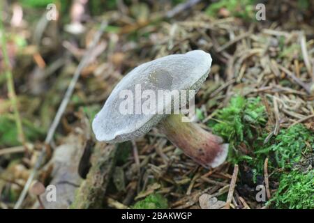 Xerocomus subtomentosus, bekannt als Veloursbolete, braune und gelbe Bolette, langweilige braune Bolete oder gelb-rissige Bolete, wilder Pilz aus Finnland Stockfoto