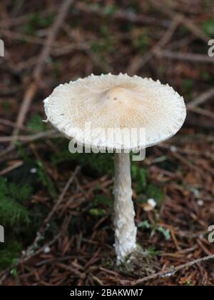 Lepiota clypeolaria, bekannt als Schilddapperling oder die schaggengestalkten Lepiota, giftige Pilze aus Finnland Stockfoto