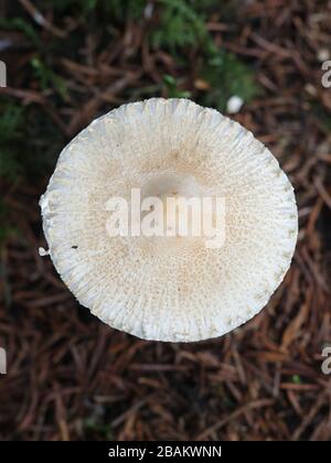 Lepiota clypeolaria, bekannt als Schilddapperling oder die schaggengestalkten Lepiota, giftige Pilze aus Finnland Stockfoto