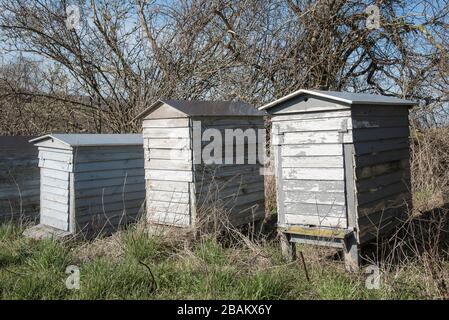 Drei alte Bienenkörbe an einer Reihe im ersten Frühling Sonnenschein, Dänemark, Mars 27, 2020 Stockfoto