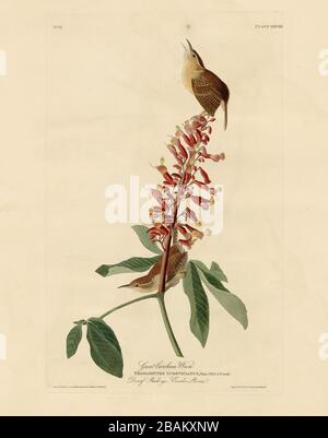 Platte 78 Great Carolina Wren von The Birds of America Folio (187-184) von John James Audubon - sehr hohe Auflösung und Qualität bearbeitetes Bild Stockfoto