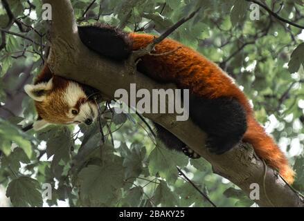 Roter Panda, Ailurus fulgens, Blick vom Baumzweig herab Stockfoto