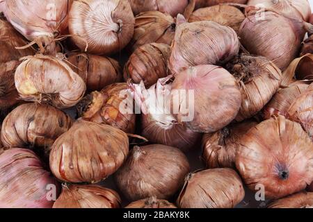 Sammlung von Gladiolisbirnen Hintergrundbild bereit zum Pflanzen Stockfoto