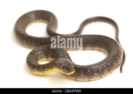 Wasserschlangendreieck Keelback (Xenochrophis trianguligerus) isoliert auf weißem Hintergrund Stockfoto