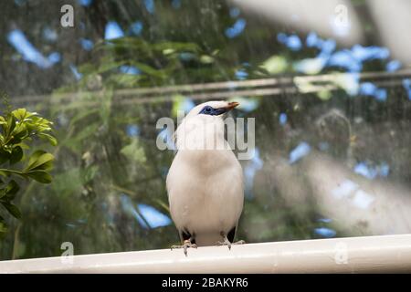 Exotischer balinesischer Sternenhimmel oder Bali Myna (Leukopsar rothildi) im Zoo, im Pavillon mit tropischem Klima Stockfoto