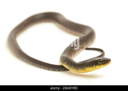 Wasserschlangendreieck Keelback (Xenochrophis trianguligerus) isoliert auf weißem Hintergrund Stockfoto