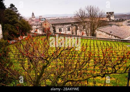 Das Weingut Rocher des Doms, das von katholischen Päpsten bepflanzt wurde, ist Teil des Parks Rocher des Doms in Avignon, Frankreich. Stockfoto