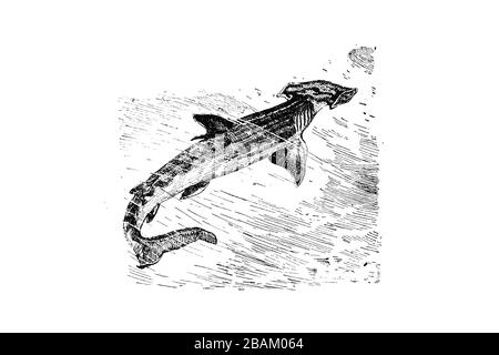 HAMMERKOPFHAI (Sphyrna zygaena) - gravierte Abbildung von Vettern, Vj Stockfoto